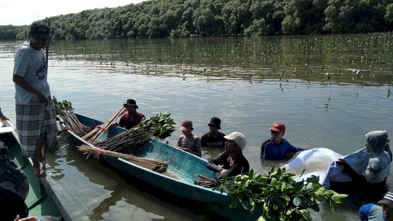 39 Ribu Batang Bibit Mangrove Ditanam di Desa Marannu Maros
