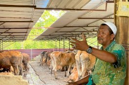 Ramuan Jamu dan Doa Peternak Madura Perkuat Imun Sapi dari PMK