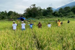 Panen Perdana SRI Organik di Blok Bahodopi, PT Vale Rawat Keberlanjutan untuk Masa Depan