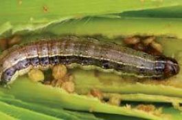 Hama Spodoptera Frugiperda Serang Tanaman Jagung, Ini Cara Menanganinya