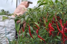 Petani di Sidrap Panen Cabai Lebih Awal, Hasilnya Jutaan Rupiah