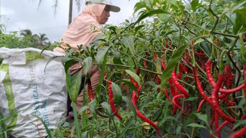 Ilustrasi panen cabai (Foto : Sayoto Ashwan/detikcom)