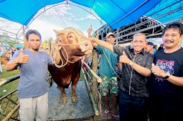 Wow, Ada Sapi 1,1 Ton Ikuti Wajo Expo Kontes Ternak 2022