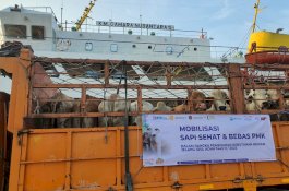 450 Ekor Sapi BULS Sidrap Mendarat di Jakarta Penuhi Stok Qurban