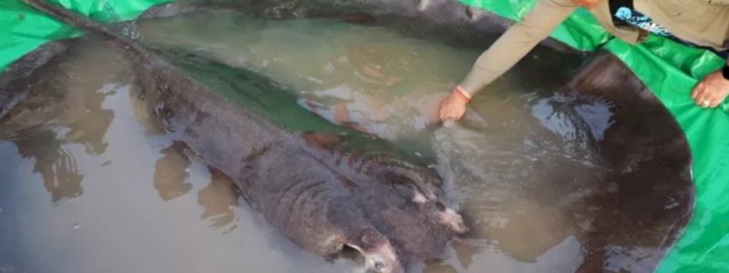 Ikan Air Tawar Terbesar Sedunia Ditemukan di Kamboja, Segini Beratnya