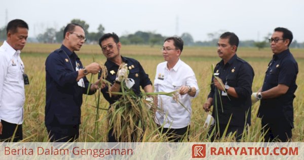 Kementan Pastikan Kondisi Perberasan Indonesia Normal, Pasokan Cukup-Februari Panen Raya