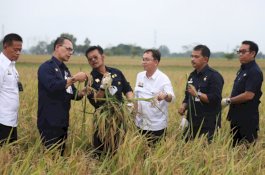 Sektor Pertanian Menjanjikan, NTP Meningkat di 26 Provinsi