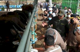 Jelang Iduladha, Kementan Pastikan Semua Ternak Sapi NTT Sehat
