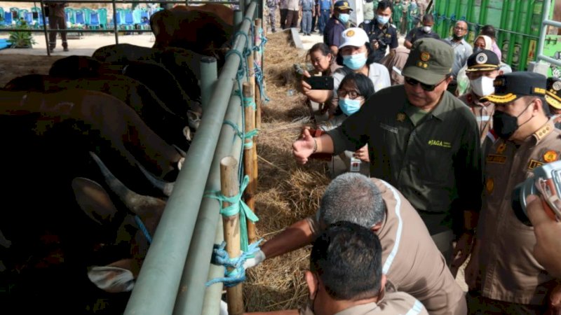 Pengecekan hewan kurban oleh
Inspektur Jenderal Kementan, Jan Samuel Maringka di Kupang, NTT, Jumat (24/6/2022).