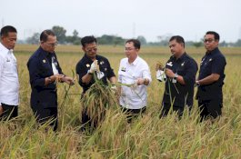 Perhatikan Ekosistem, Pakar IPB Dukung Pola Tanam IP400