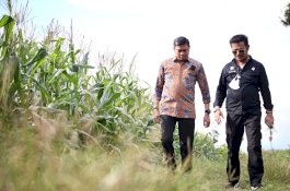 Gowa Diharap Jadi Percontohan Pengembangan Demplot Tanaman Jagung