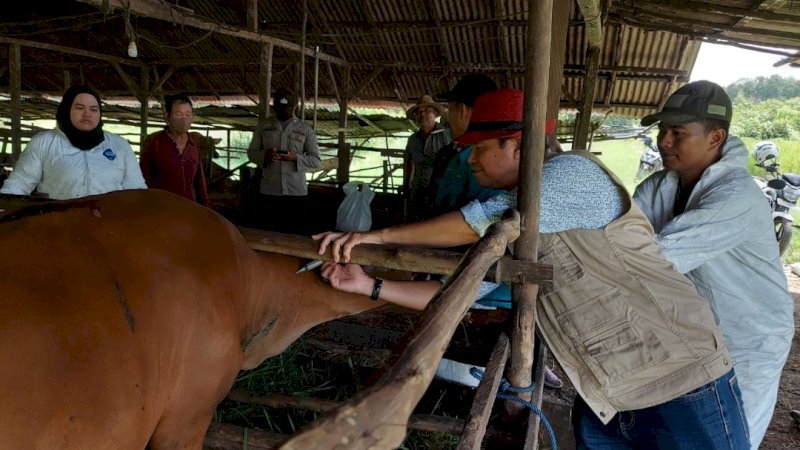Penyuntikan vaksin PMK ke hewan ternak di Kalimantan Selatan (Kalsel). Pemerintah Provinsi (Pemprov) Kalsel telah menerima bantuan vaksin PMK sebanyak 4.200 dosis dari Ditjen PKH Kementan. (Foto: Kementan) 