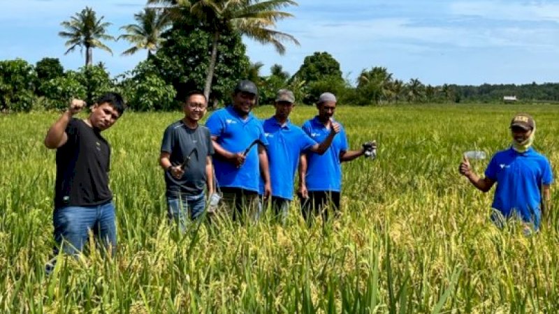 Panen perdana padi SRI Organik di Desa Lamedai, Kecamatan Tanggetada, Kabupaten Kolaka, Sulawesi Tenggara, Senin (26/6/2022). (Foto: PT Vale Indonesia)