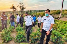 Harga Cabai Nasional Naik, Wajo Kerja Sama Bapanas Kirim Produksi ke Berbagai Daerah