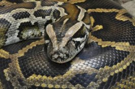 Bikin Kaget Ular Sanca Tiga Meter Ditemukan Bersembunyi di Mesin Mobil Parkir di Parepare