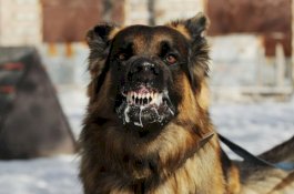 Waspada Anjing Gila di Bulukumba, Januari Hingga Mei 2022 Sudah 177 Digigit