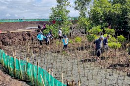 DKP Sulsel Tanam 38 Ribu Batang Mangrove di Kabupaten Bone