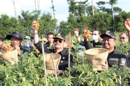 Memasuki Panen Raya, Harga Cabai Berangsur Turun