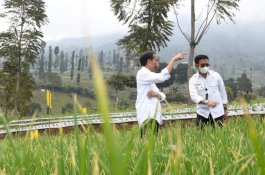Presiden Jokowi: Terima Kasih Petani dan Pak Menteri, Pertanian Terus Berproduksi