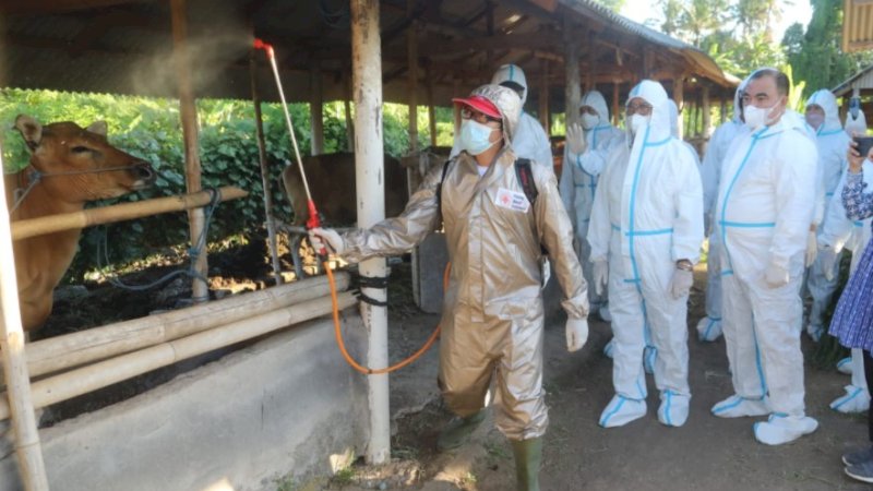 Kementerian Pertanian (Kementan) memastikan penyemprotan disinfektan tetap dilakukan secara merata di seluruh wilayah.