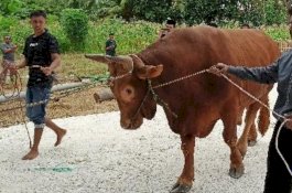 Sapi Kurban dari Presiden Jokowi, Hanya Selayar Kebagian di Sulsel