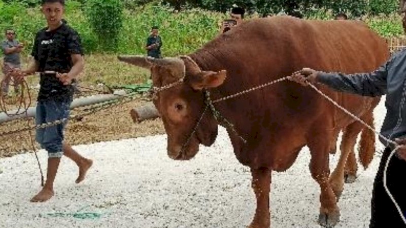 Sapi kurban Presiden Joko Widodo (Jokowi) untuk masyarakat Kabupaten Kepulauan Selayar, Sulawesi Selatan. (Foto: Diskominfo SP Selayar)