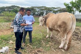 Sapi Seberat 1 Ton dari Presiden Dikurbankan di Selayar