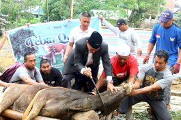 2.555 Ekor Sapi, 2 Kerbau, dan 44 Ekor Kambing Hewan Kurban di Wajo