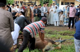 Bupati Barru Saksikan Pemotongan Hewan Kurban di Lapangan Pekkae