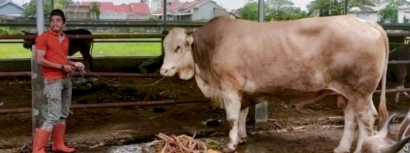 Dapat Sumbangan Sapi 1,4 Ton Dari Warga, Gubernur Andi Sudirman Bagikan ke Beberapa Daerah 