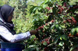 BPS Catat Kinerja Ekspor Pertanian Bulan Juni 2022 Tumbuh Impresif