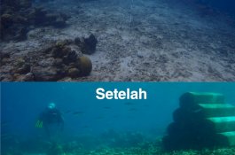 Kembalikan Keindahan Bahari Sulsel, DKP Rehabilitasi Terumbu Karang Pulau Salebbo