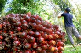 Kementerian Pertanian Cari Solusi Atasi Harga TBS agar Normal Kembali