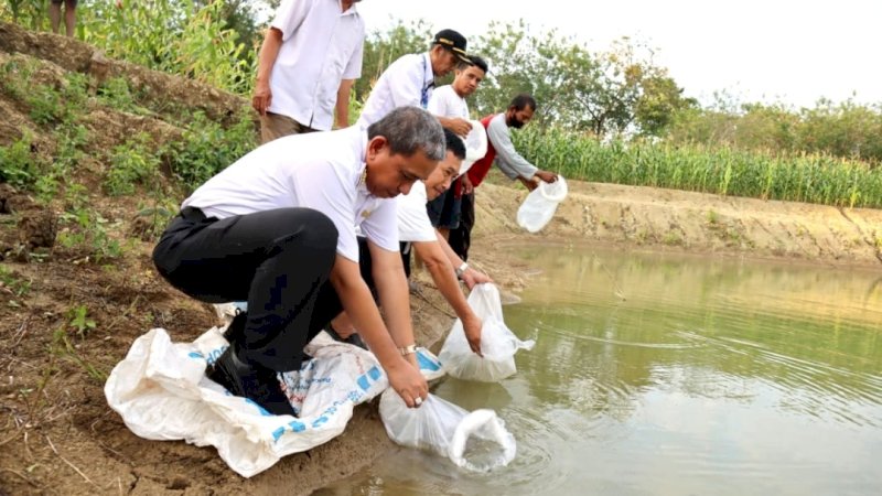 Bupati Wajo, Amran Mahmud, menebar benih ikan mas di embung air kawasan pertanian terpadu Desa Lalliseng, Kecamatan Keera, Rabu (20/7/2022). 