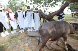 Wujudkan Jateng Zero PMK, Mentan SYL Tinjau Vaksinasi di Grobogan