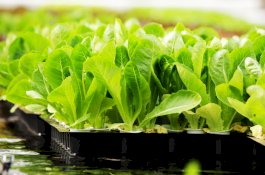 Cabang Dinas Pendidikan Sulsel akan Pelatihan Tanaman Sayur Hidroponik Bagi Guru dan Siswa