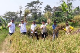Musim Tanam Gadu 12.000 Hektare, Purwakarta Optimis Perkuat Stok Beras Nasional