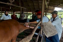 Kasus PMK Kian Menurun di Sejumlah Wilayah di Indonesia