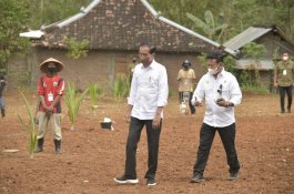 Presiden Jokowi Lakukan Pencanangan Tanam Kelapa Genjah 1 Juta Batang Se Indonesia