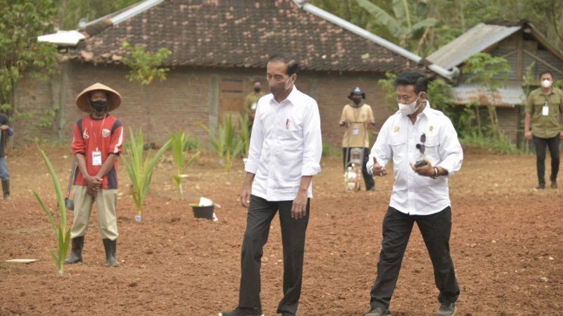 Presiden Jokowi Lakukan Pencanangan Tanam Kelapa Genjah 1 Juta Batang Se Indonesia