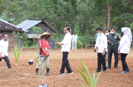 Presiden Jokowi Resmi Luncurkan Program Kelapa Genjah 1 Juta Batang