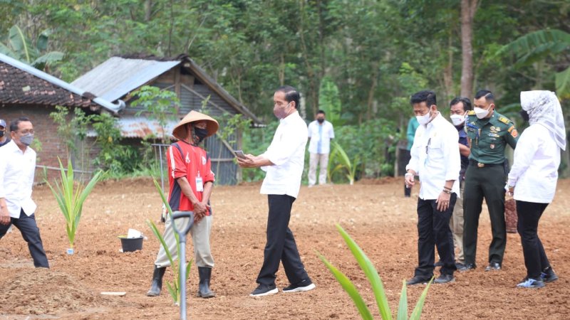Presiden Jokowi Resmi Luncurkan Program Kelapa Genjah 1 Juta Batang