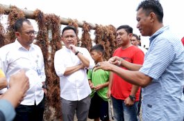 Bantaeng Punya Kebun Bibit Rumput Laut