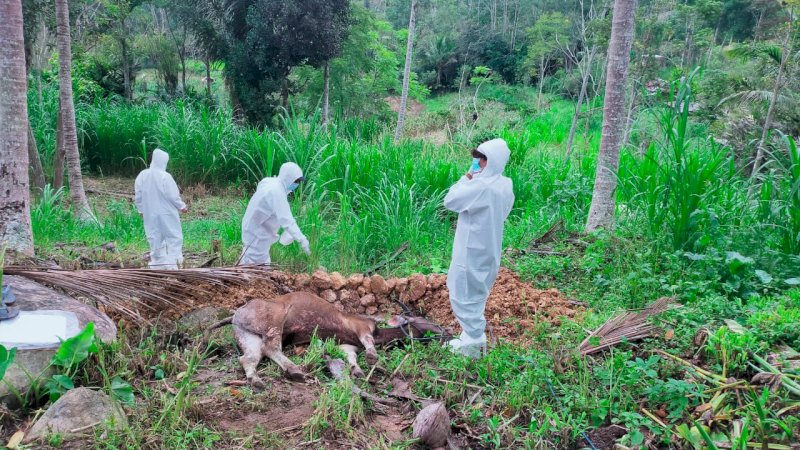 12 Ekor Sapi yang terjangkit PMK di Desa Sumilan Enrekang Dilakukan Pemotongan Bersyarat