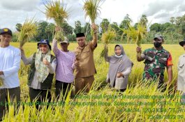 Sudah Panen, Bantuan Mandiri Benih di Bone Hasilkan 8 Hingga 10 Ton Per Hektar