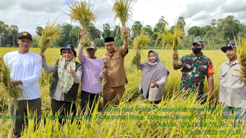 Sudah Panen, Bantuan Mandiri Benih di Bone Hasilkan 8 Hingga 10 Ton Per Hektar