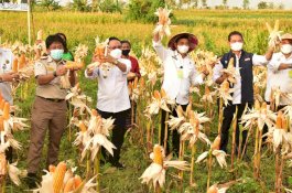Kementan Genjot Produksi Jagung untuk Bahan Pangan
