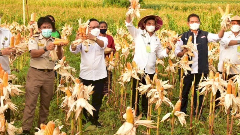 Kementan Genjot Produksi Jagung untuk Bahan Pangan