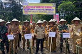 Bupati Jeneponto Iksan Iskandar Panen Jagung di Desa Allu