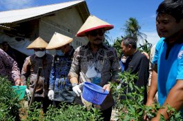 Menteri Pertanian Panen Perdana Cabai Hasil Integrated Farming Petani Milenial Lampung